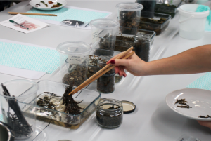 seaweed being grasped by chopsticks